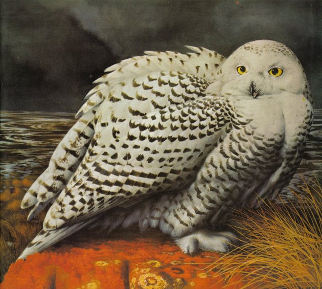 Snowy Owl